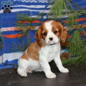 Tina, Cavalier King Charles Spaniel Puppy