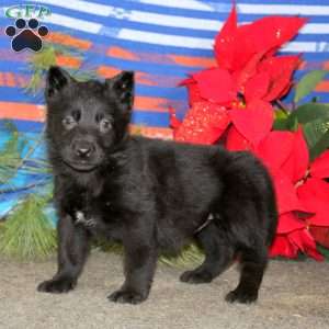 Tina, German Shepherd Puppy