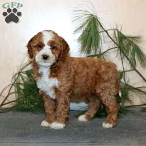 Tina, Mini Labradoodle Puppy