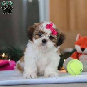 Tinker, Shih Tzu Puppy