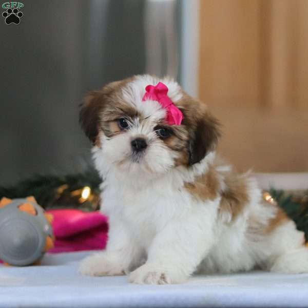 Tinker, Shih Tzu Puppy
