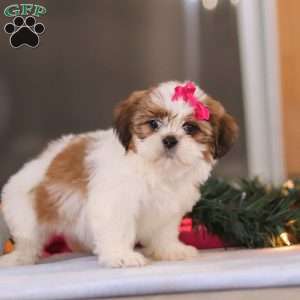 Tinker, Shih Tzu Puppy