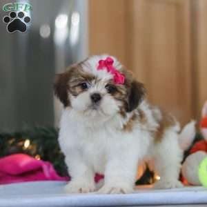 Tinker, Shih Tzu Puppy