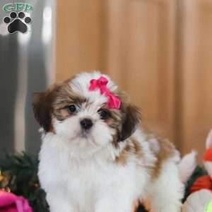 Tinker, Shih Tzu Puppy