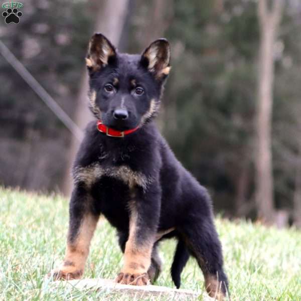 Tinker, German Shepherd Puppy