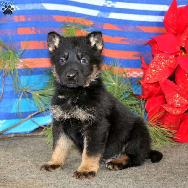 Tinker, German Shepherd Puppy