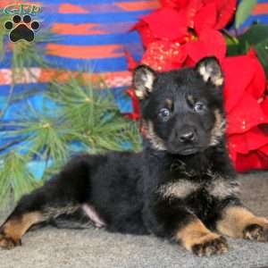 Tinker, German Shepherd Puppy