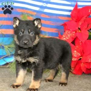 Tinker, German Shepherd Puppy
