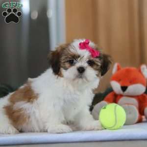 Tinker, Shih Tzu Puppy