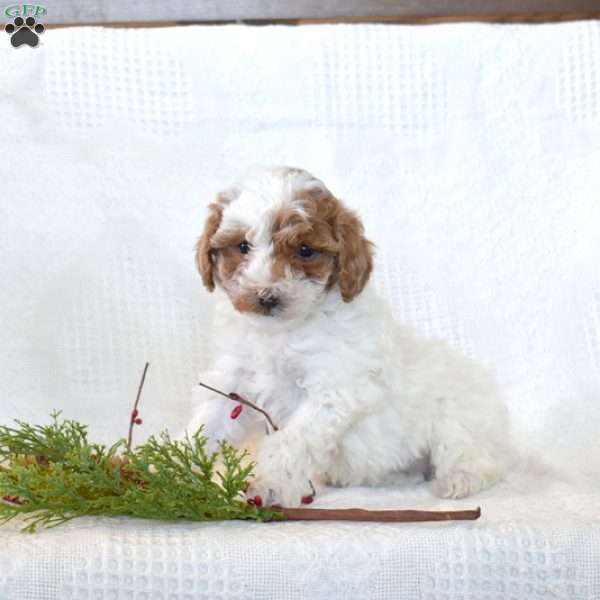 Tinsel, Toy Poodle Puppy