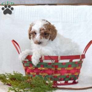 Tinsel, Toy Poodle Puppy