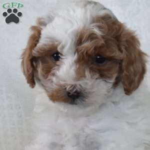 Tinsel, Toy Poodle Puppy