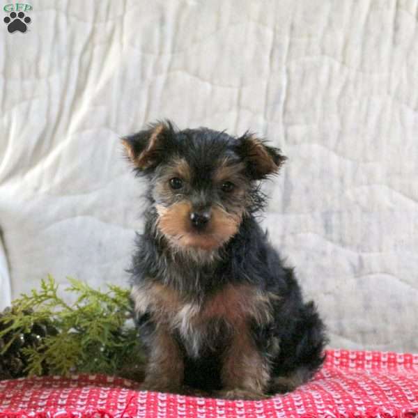 Tinsel, Yorkie Puppy