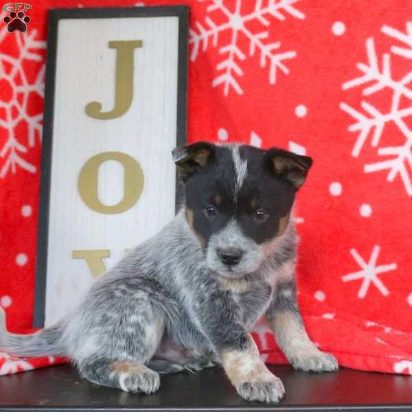 Tinsel, Blue Heeler – Australian Cattle Dog Puppy