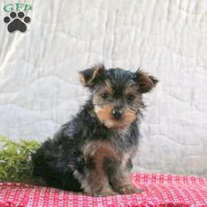 Tinsel, Yorkie Puppy