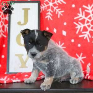 Tinsel, Blue Heeler – Australian Cattle Dog Puppy