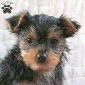 Tinsel, Yorkie Puppy