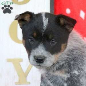 Tinsel, Blue Heeler – Australian Cattle Dog Puppy