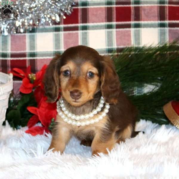 Tinsel-Mini, Dachshund Puppy