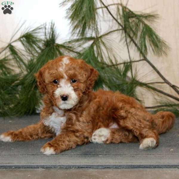 Tinsel, Mini Labradoodle Puppy