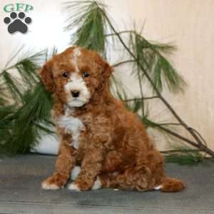 Tinsel, Mini Labradoodle Puppy