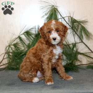 Tinsel, Mini Labradoodle Puppy
