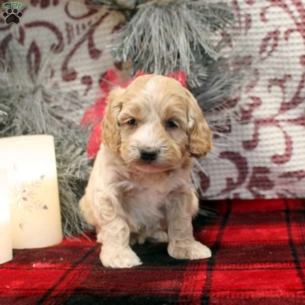 Tito, Cockapoo Puppy