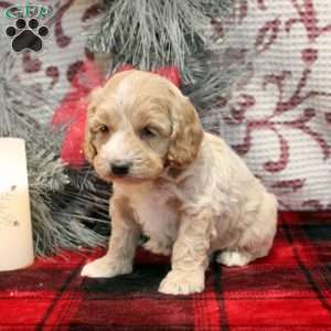 Tito, Cockapoo Puppy