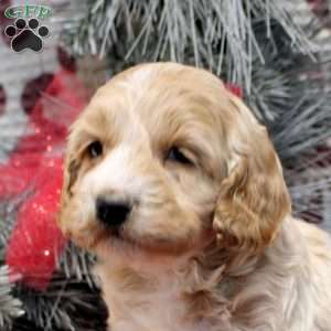 Tito, Cockapoo Puppy