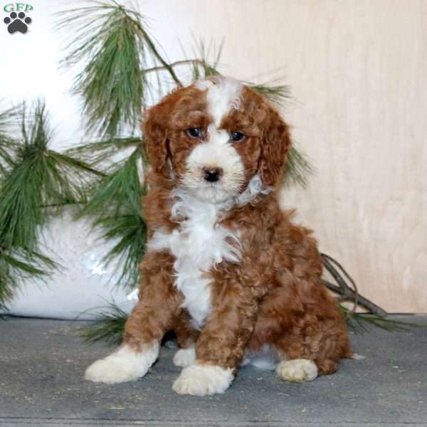 Toby, Mini Labradoodle Puppy