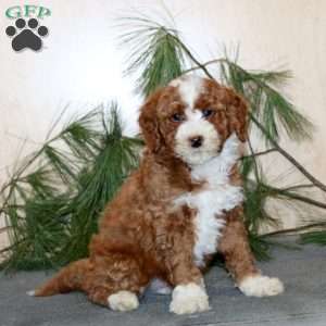 Toby, Mini Labradoodle Puppy