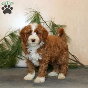 Toby, Mini Labradoodle Puppy