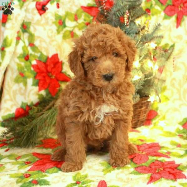 Todd, Miniature Poodle Puppy