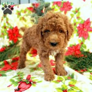 Todd, Miniature Poodle Puppy