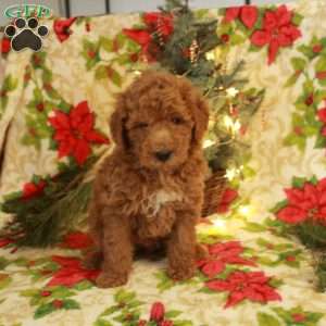 Todd, Miniature Poodle Puppy