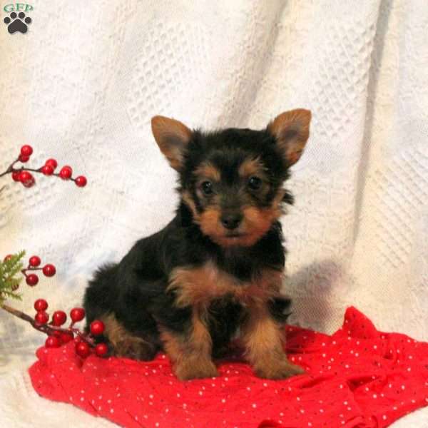 Tommy, Yorkie Puppy