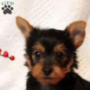 Tommy, Yorkie Puppy