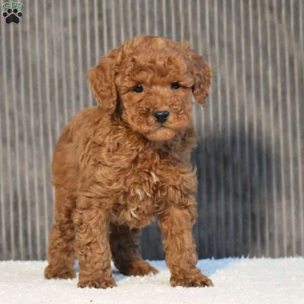 Tony, Miniature Poodle Puppy