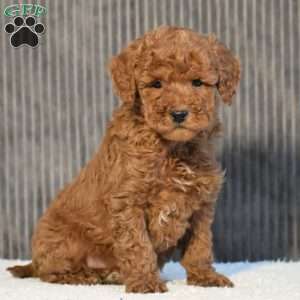 Tony, Miniature Poodle Puppy