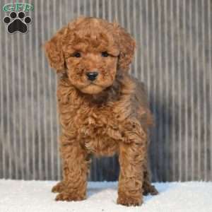 Tony, Miniature Poodle Puppy