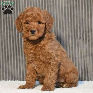 Tony, Miniature Poodle Puppy