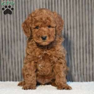 Tony, Miniature Poodle Puppy