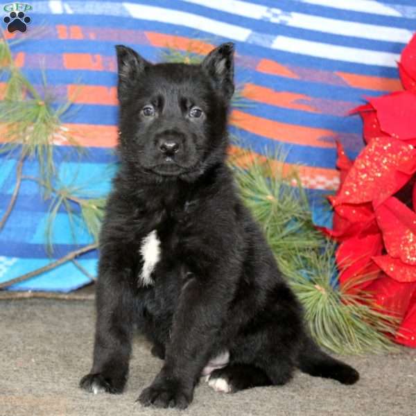 Tony, German Shepherd Puppy