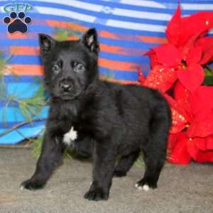 Tony, German Shepherd Puppy