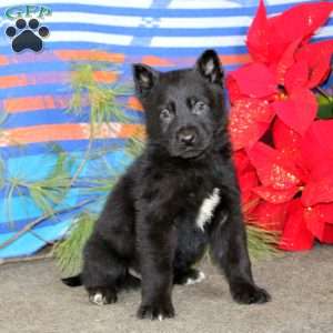 Tony, German Shepherd Puppy
