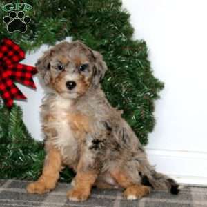 Tonya, Bernedoodle Puppy