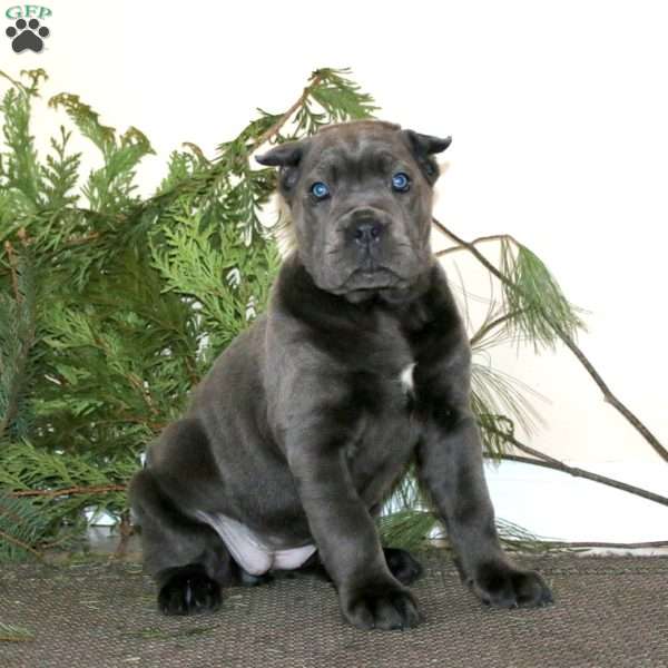 Tonya, Cane Corso Puppy