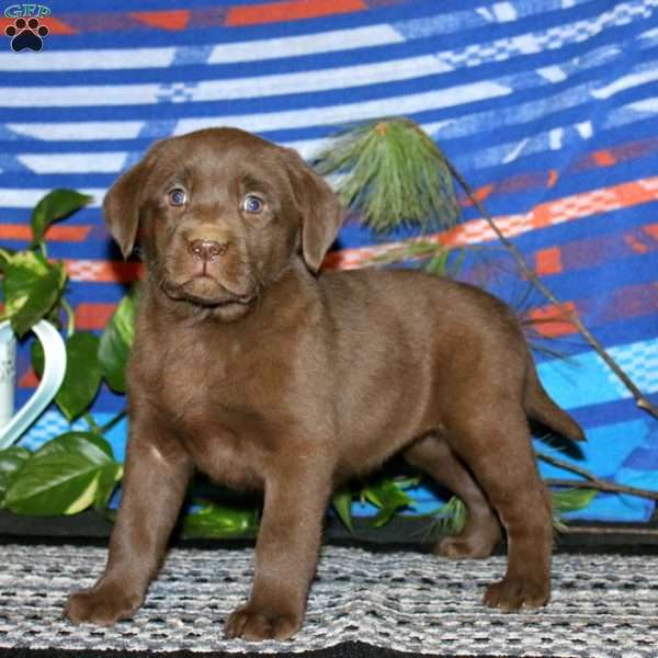 Tonya, Chocolate Labrador Retriever Puppy