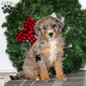 Tonya, Bernedoodle Puppy