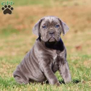 Tonya, Cane Corso Puppy